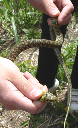 [Yamakagashi (snake)]