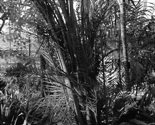 Plants #1