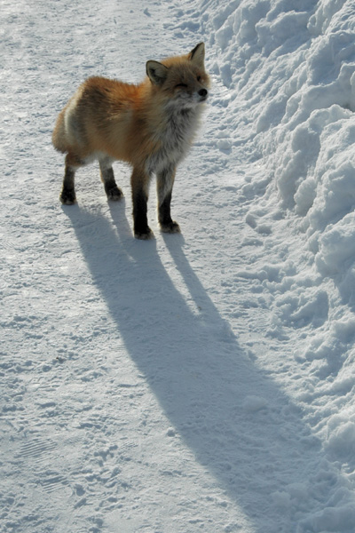 [Title (Kitakitune) Red Fox]