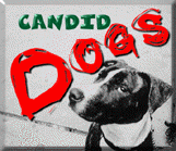 candiddogs