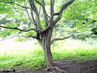 A tree in July