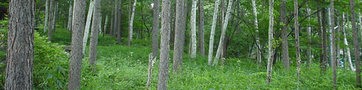 A woods in August