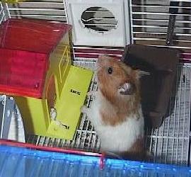 cute a little little kimiboshi