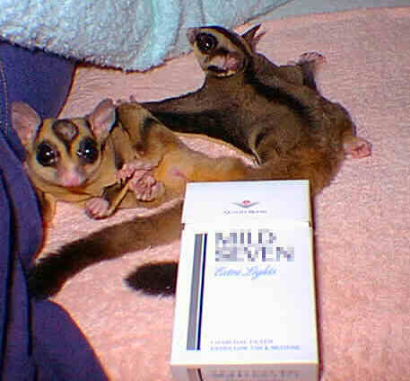 The size of Sugar Gliders