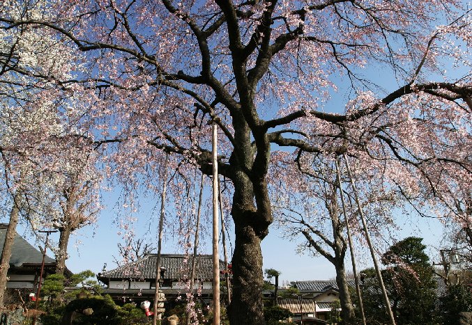 さまざま な こと 思い出す 桜 かな