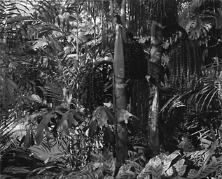Plants #2