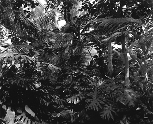 Plants #3