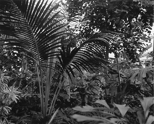 Plants #4